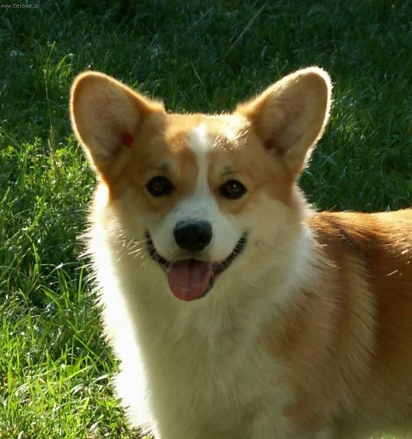 Corgie - Names Encyclopedia